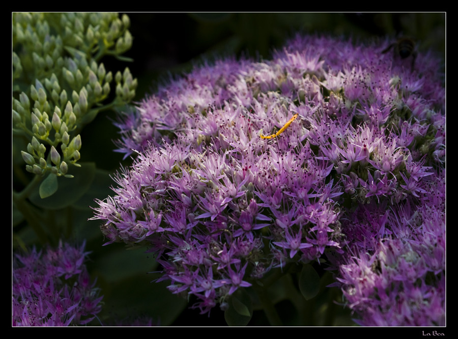 Sedum spectabile