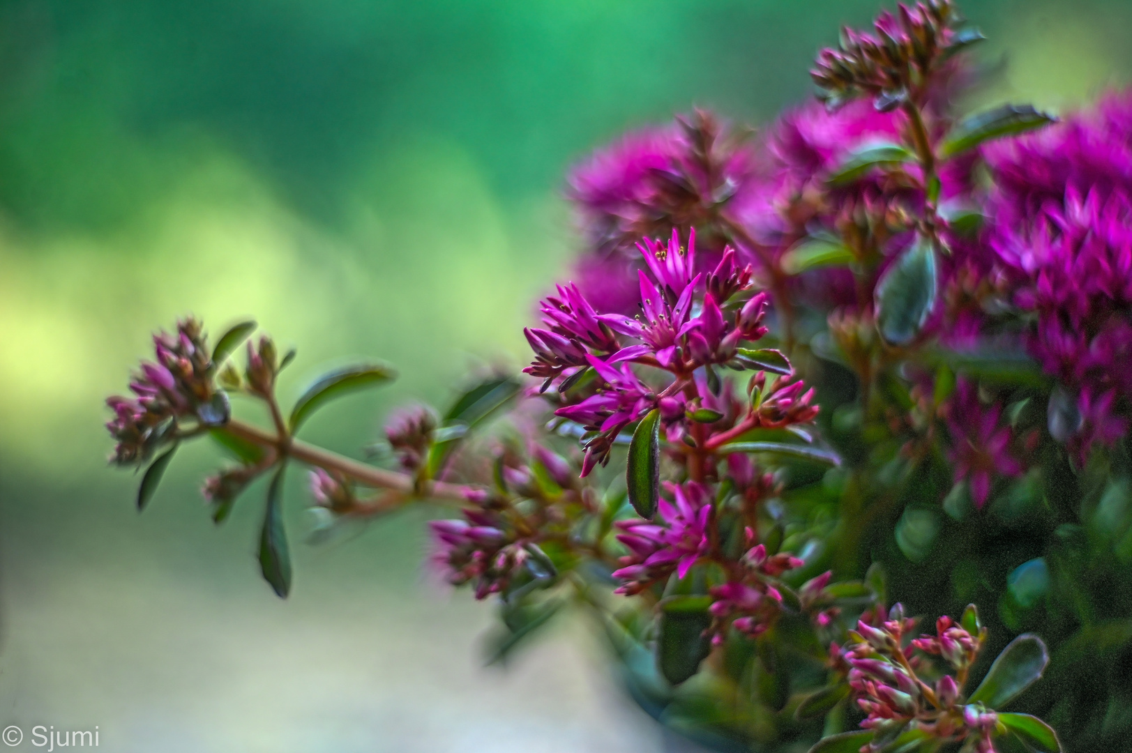 Sedum spurium