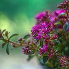 Sedum spurium