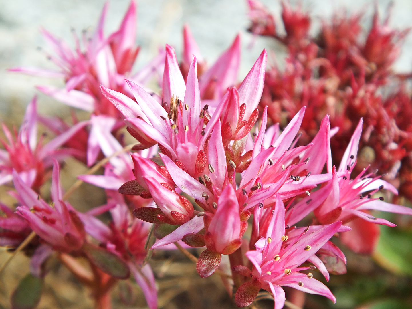 Sedum spurium oder Teppich Fettblatt "Fuldaglut"..