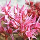 Sedum spurium oder Teppich Fettblatt "Fuldaglut"..