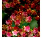 Sedum telephium ...