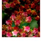 Sedum telephium ...