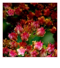 Sedum telephium ...