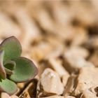 [ Sedum telephium "Herbstfreude" ]