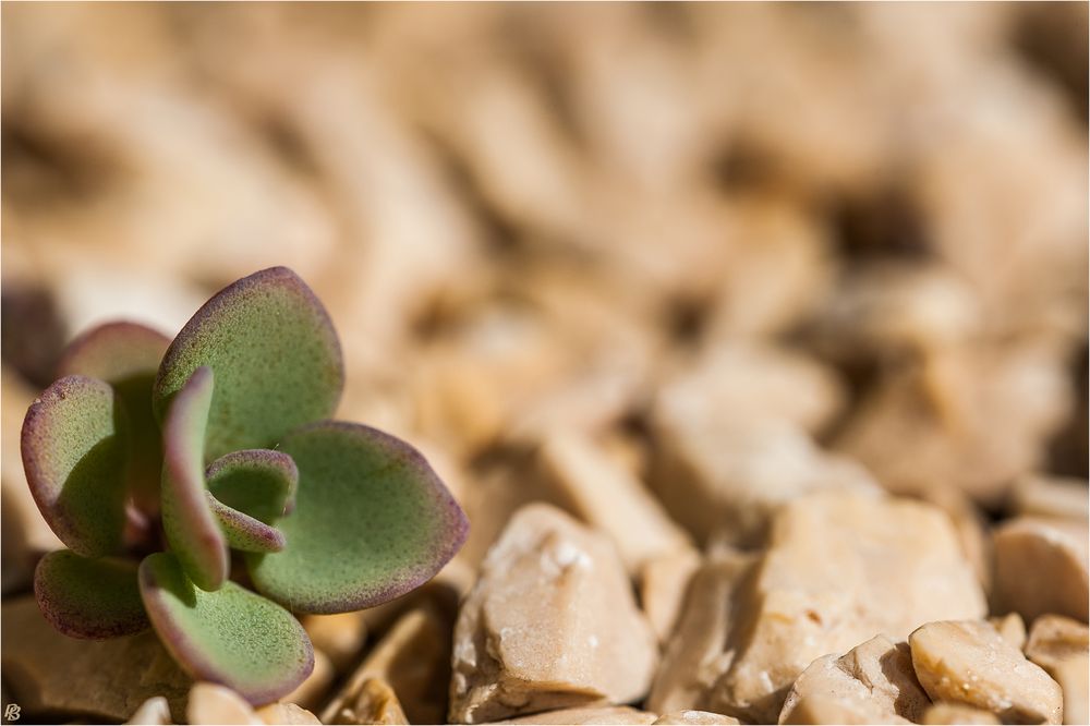 [ Sedum telephium "Herbstfreude" ]