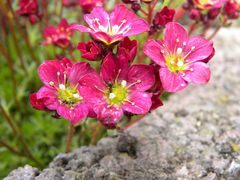 Sedum und Ameisen