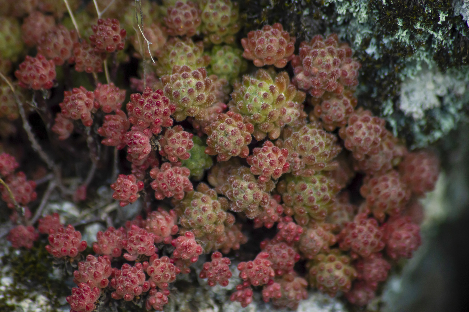 Sedum wrightii