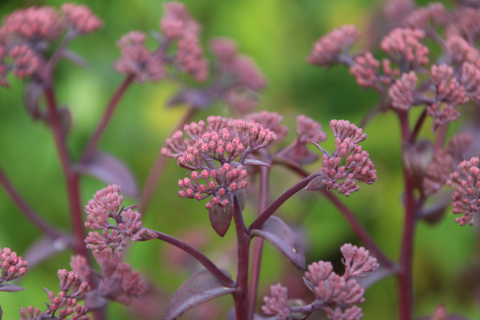 sedum xenox