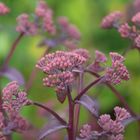 sedum xenox