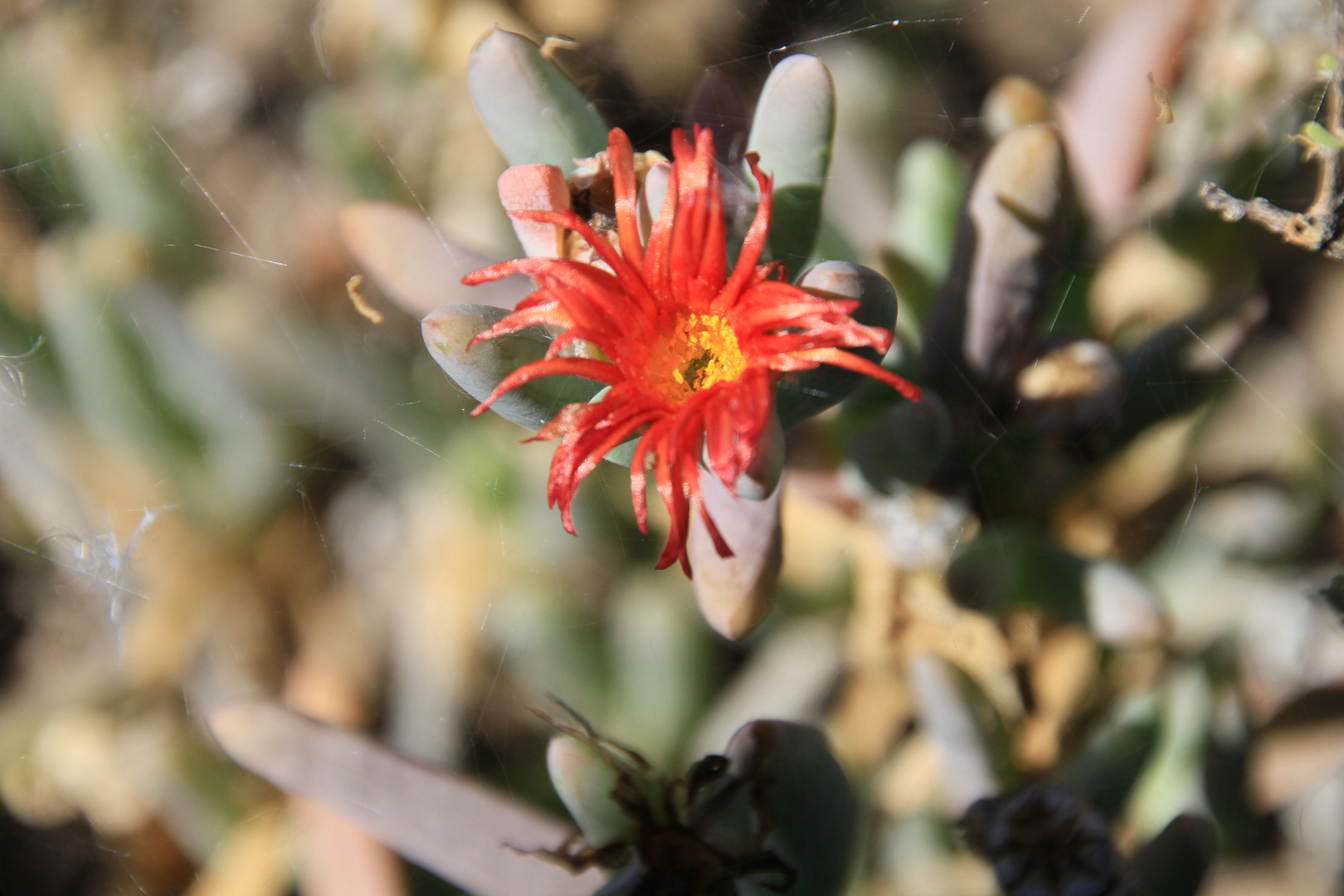 Sedum?(Am Naturstandort Provinz Mendoza/Argentinien)