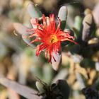 Sedum?(Am Naturstandort Provinz Mendoza/Argentinien)