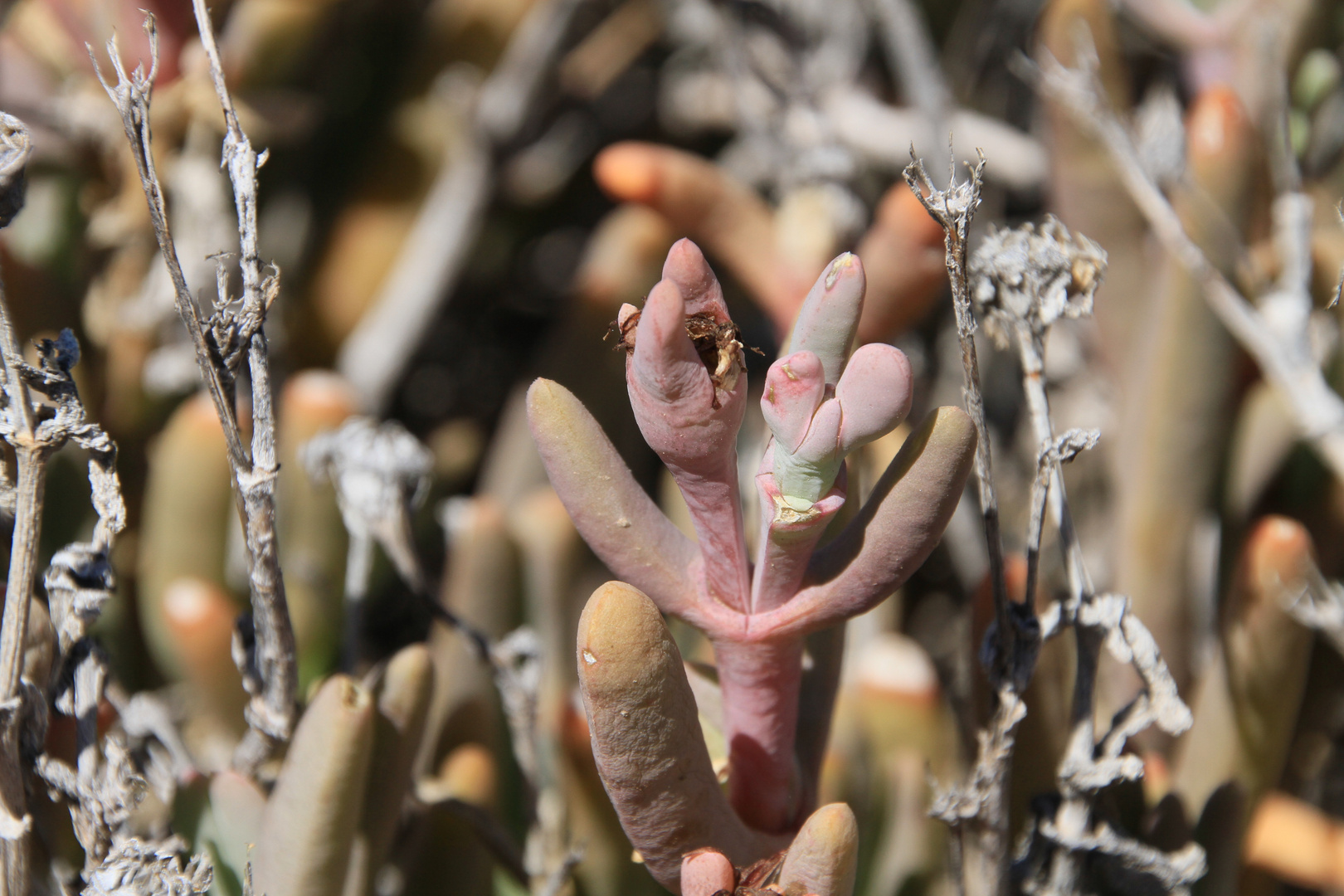 Sedum?(Am Naturstandort Provinz Mendoza/Argentinien)