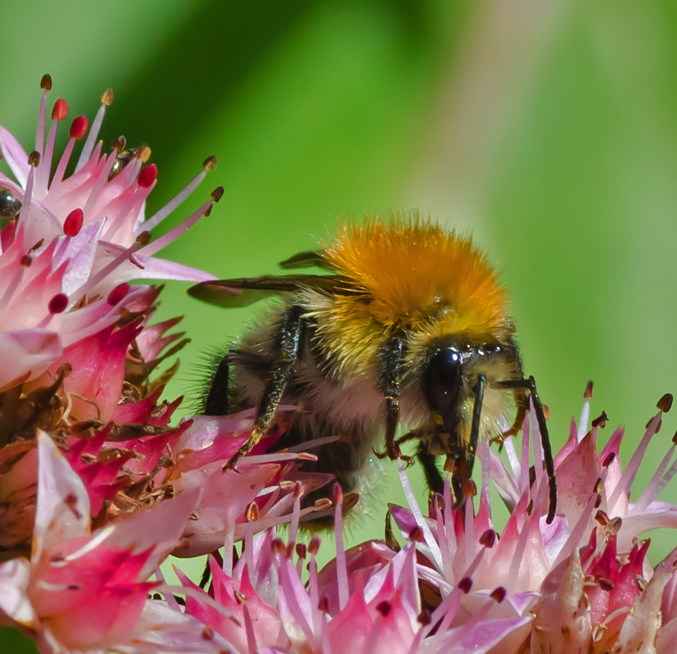 Sedumblüte mit Hummel