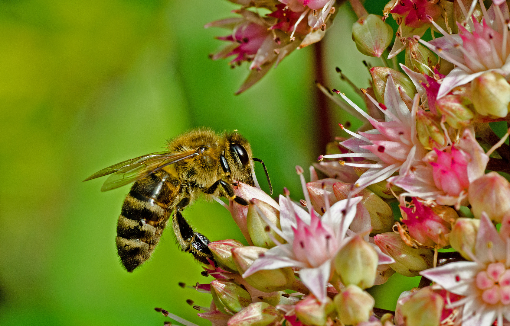 Sedumblüten mit Biene