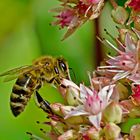 Sedumblüten mit Biene