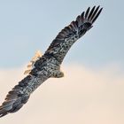 See 130-2Seeadler