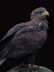 See - Adler