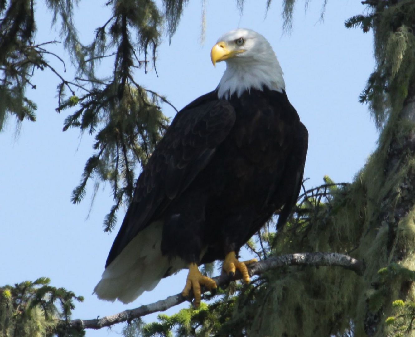 See-Adler in Tofino