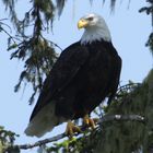 See-Adler in Tofino