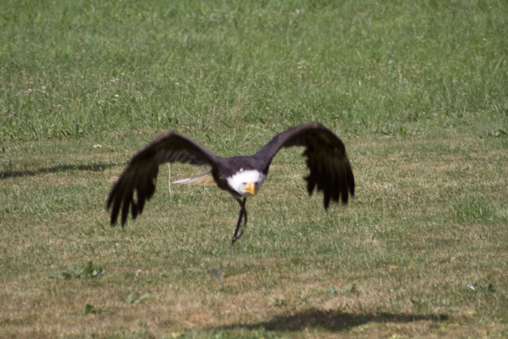 See-Adler IV