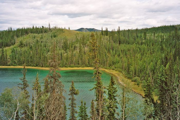 See an der Mt.NansenRd.(Yukon)