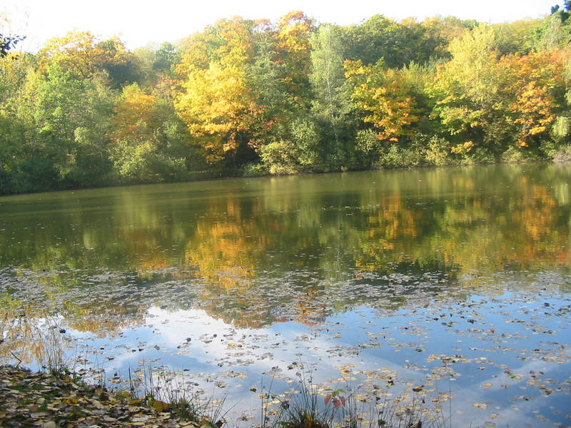 See auf Kockelscheuer