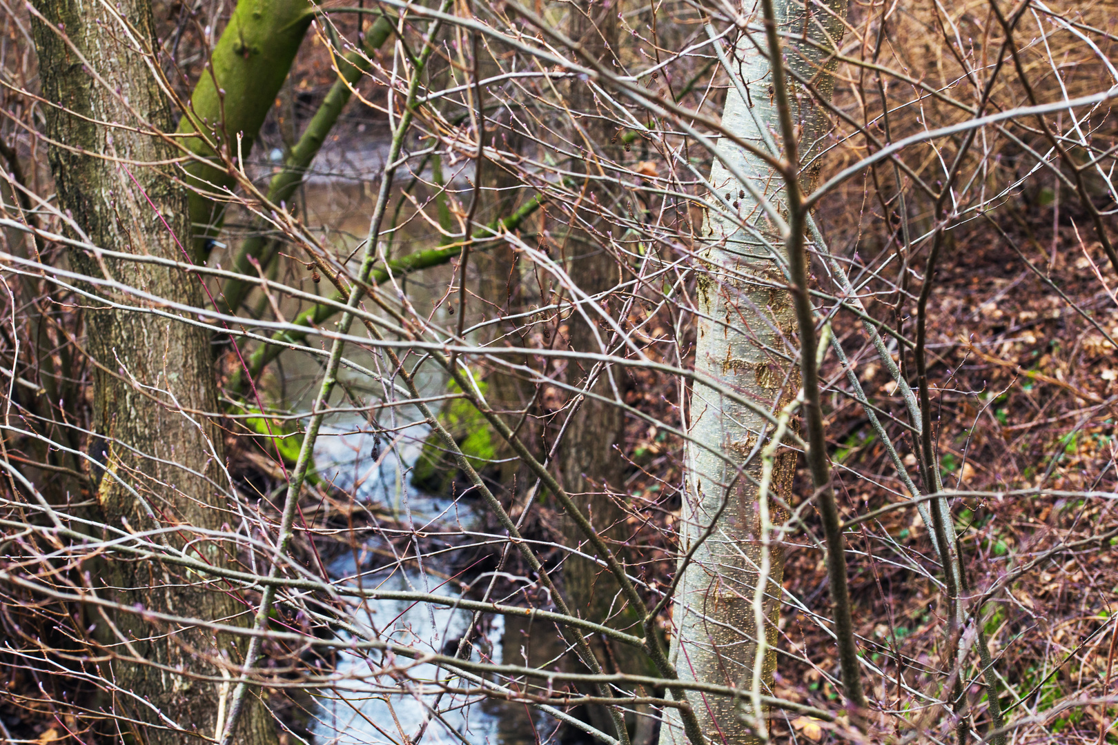 See-Einlauf des Humsterbachs