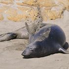 See-Elefant beim Sandbad