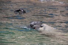 See-Elefant fängt Seal 