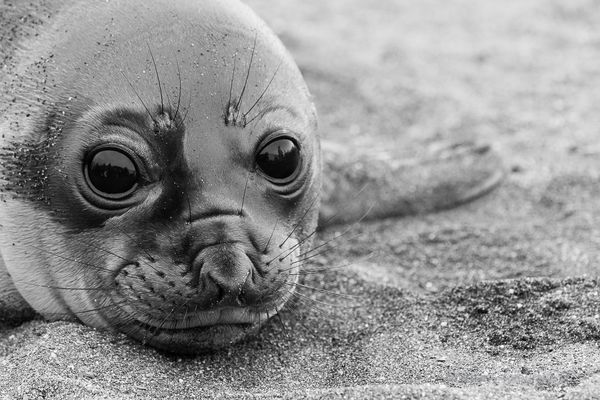 See-Elefanten Jungtier