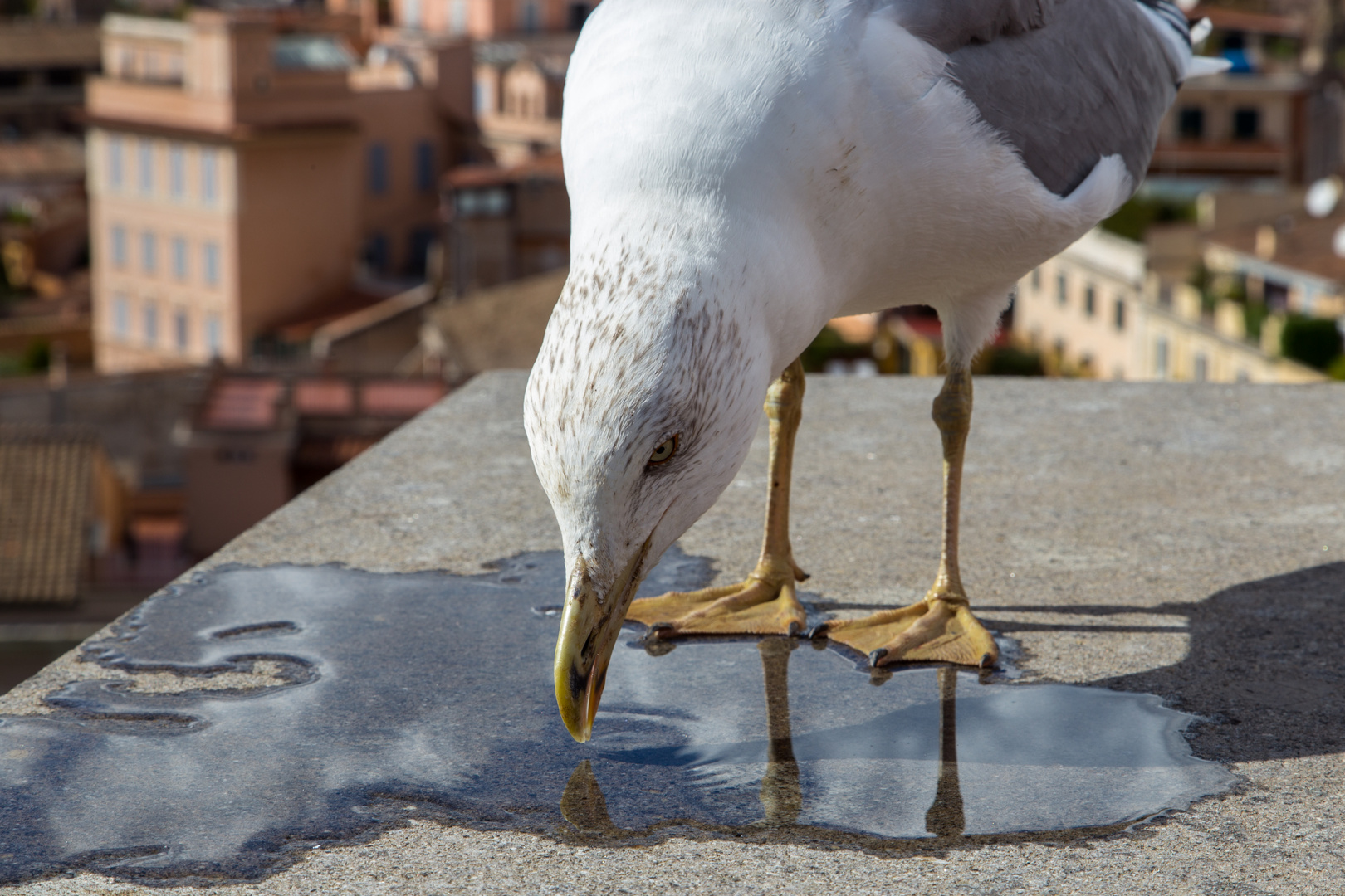 See Gull in Roman Forum