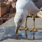 See Gull in Roman Forum