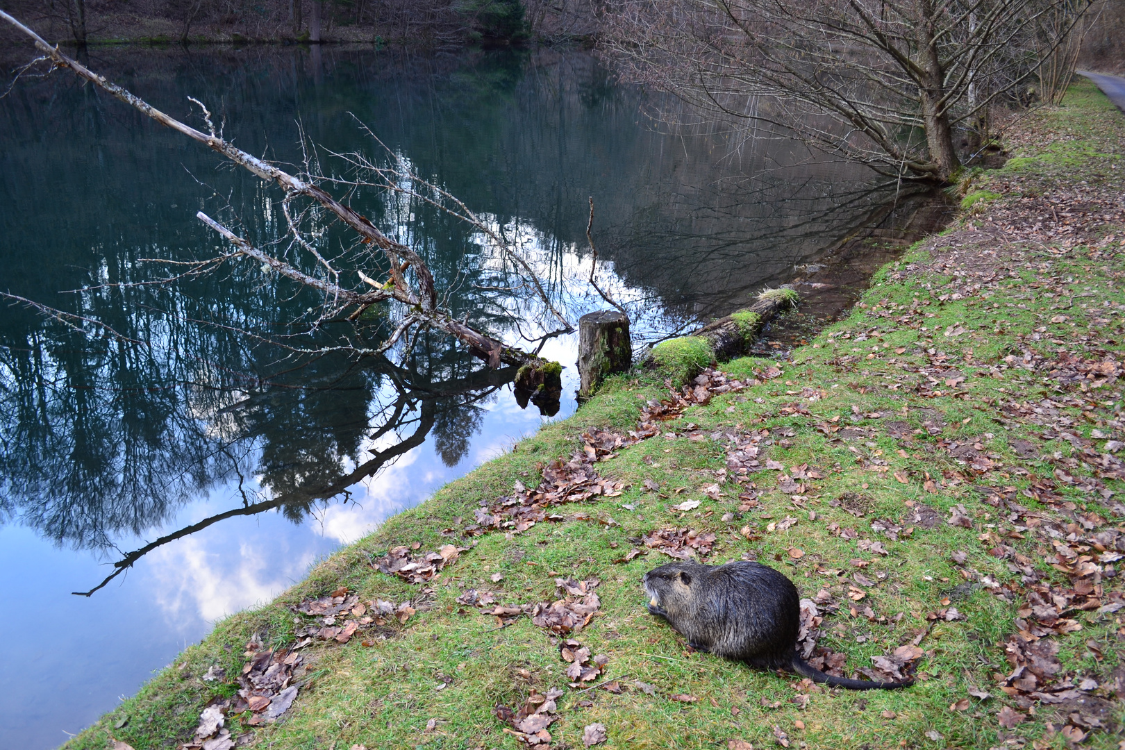 See - Heimat der Nutria´s