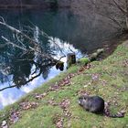 See - Heimat der Nutria´s