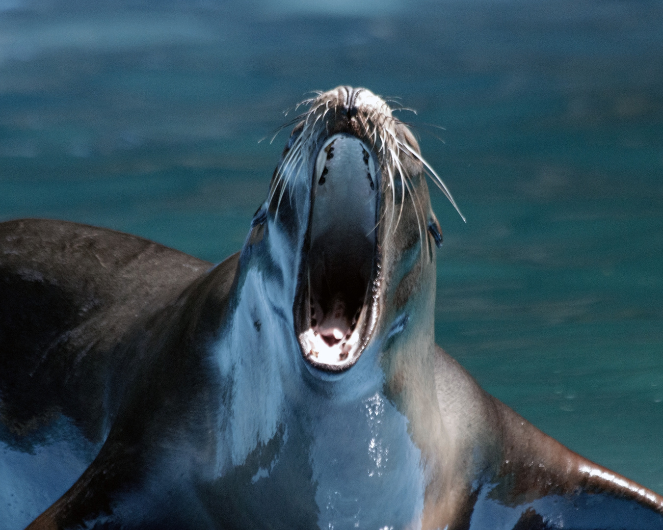 (See)Hunde die bellen, beißen nicht! Foto & Bild tiere, zoo, wildpark & falknerei, säugetiere