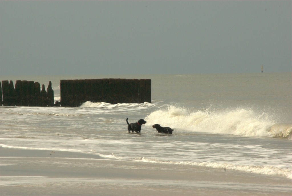 See-Hunde / Sea Dogs