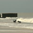 See-Hunde / Sea Dogs