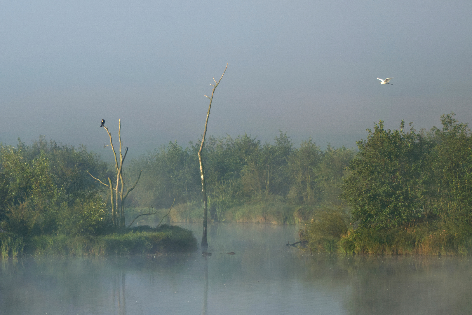 See im Morgennebel