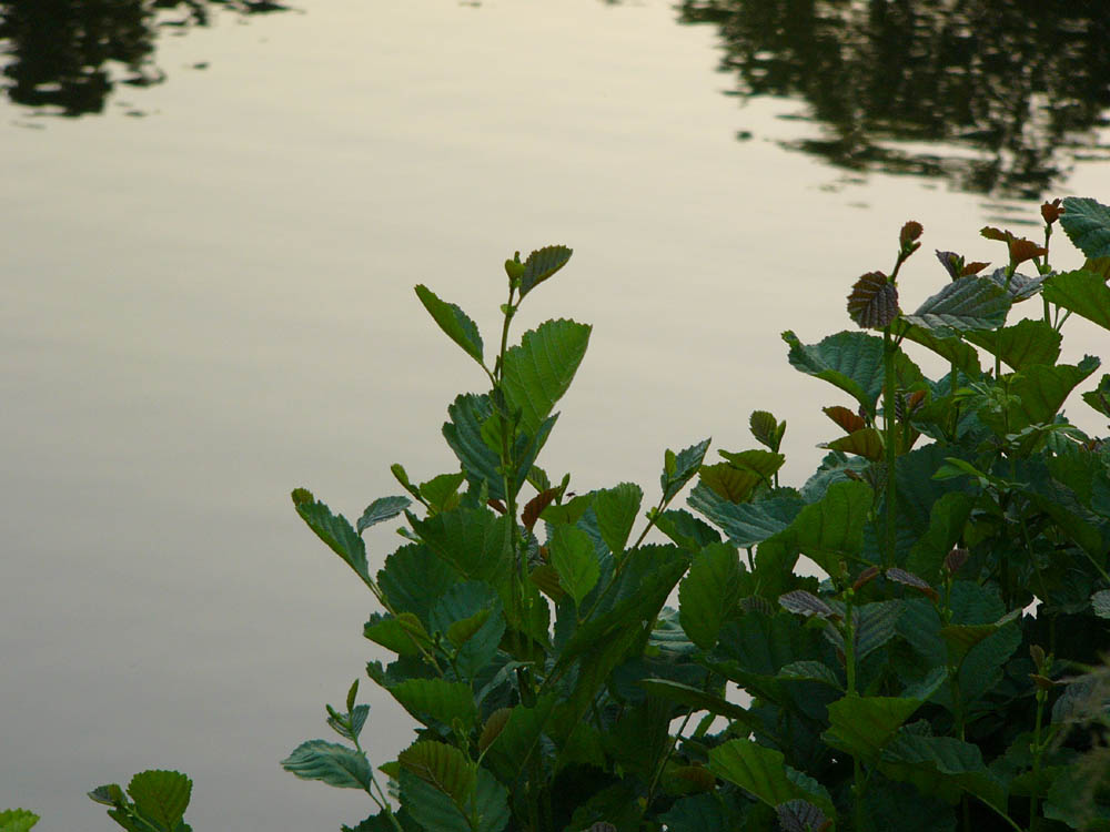 See in der Abendsonne