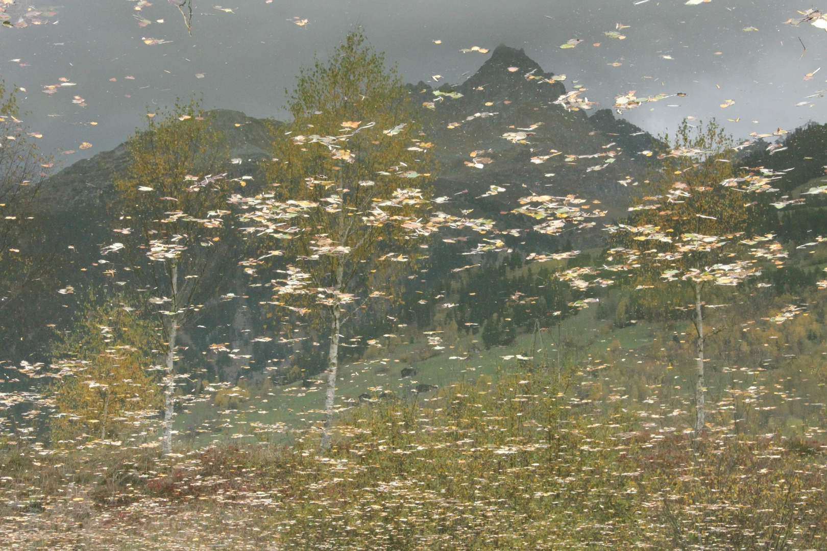  (See in Surrein in der Gemeinde Sumvitg/Schweiz)Bäume im Herbst - des Wanderes Schritte, sie....