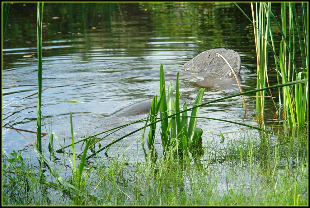 See-Kuh (Manatee) beim Abtauchen