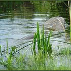 See-Kuh (Manatee) beim Abtauchen