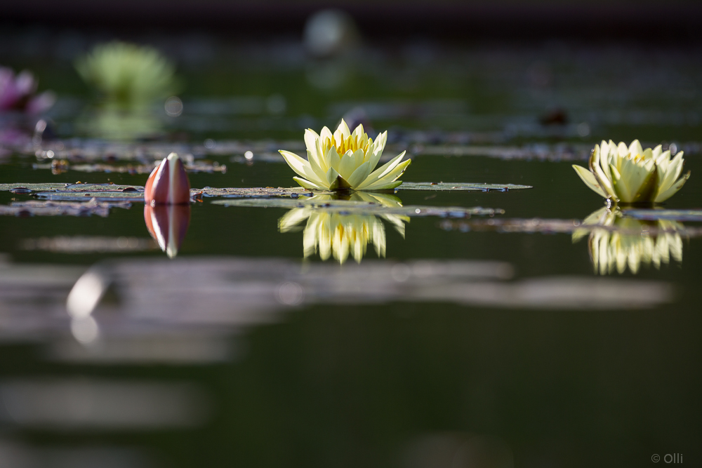 See mal eine Rose = Seerose -3-