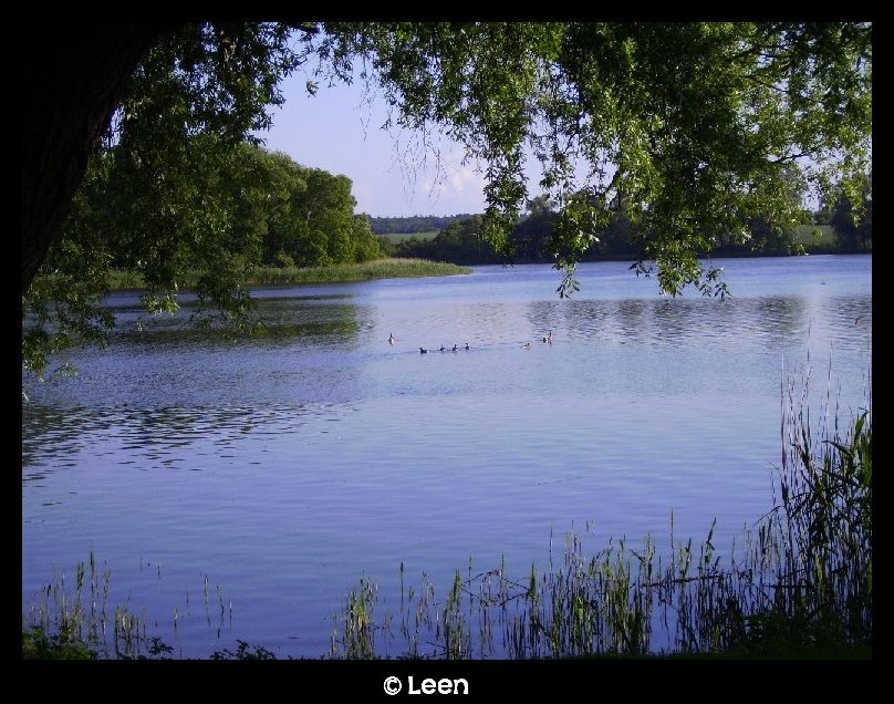 See mit Enten