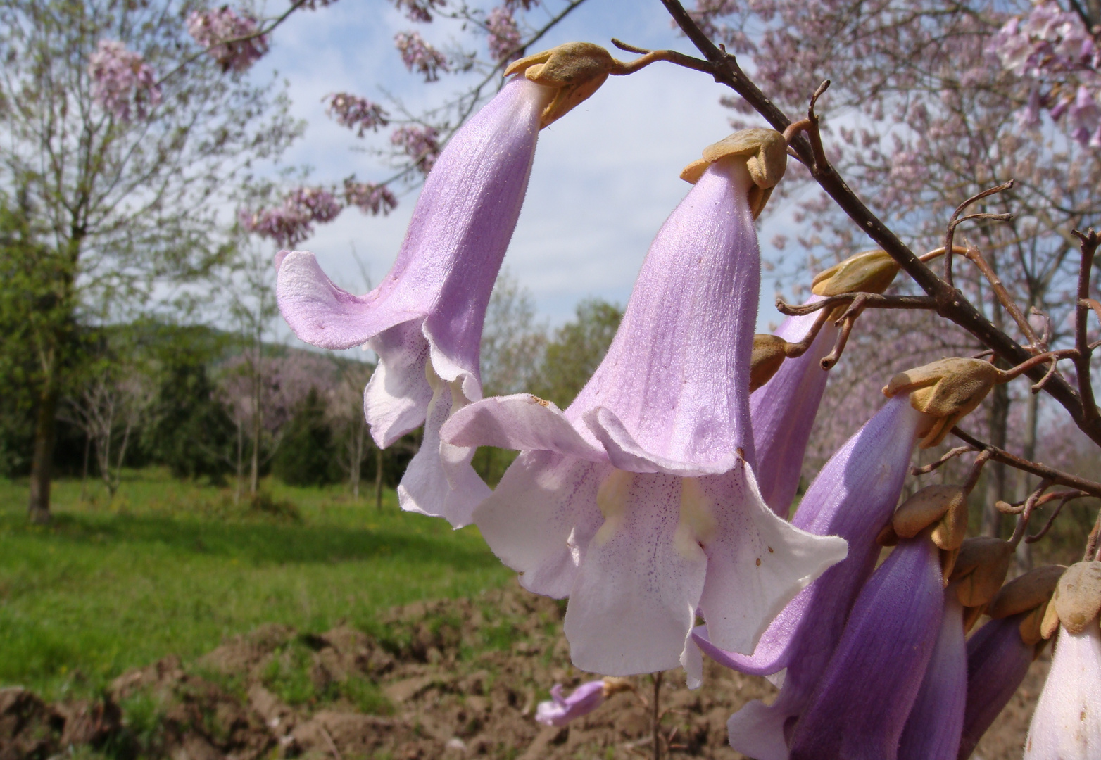 See my beauty! (Paulownia)