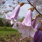 See my beauty! (Paulownia)