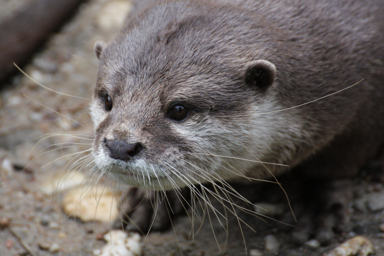 See-Otter-Portrait