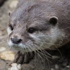 See-Otter-Portrait