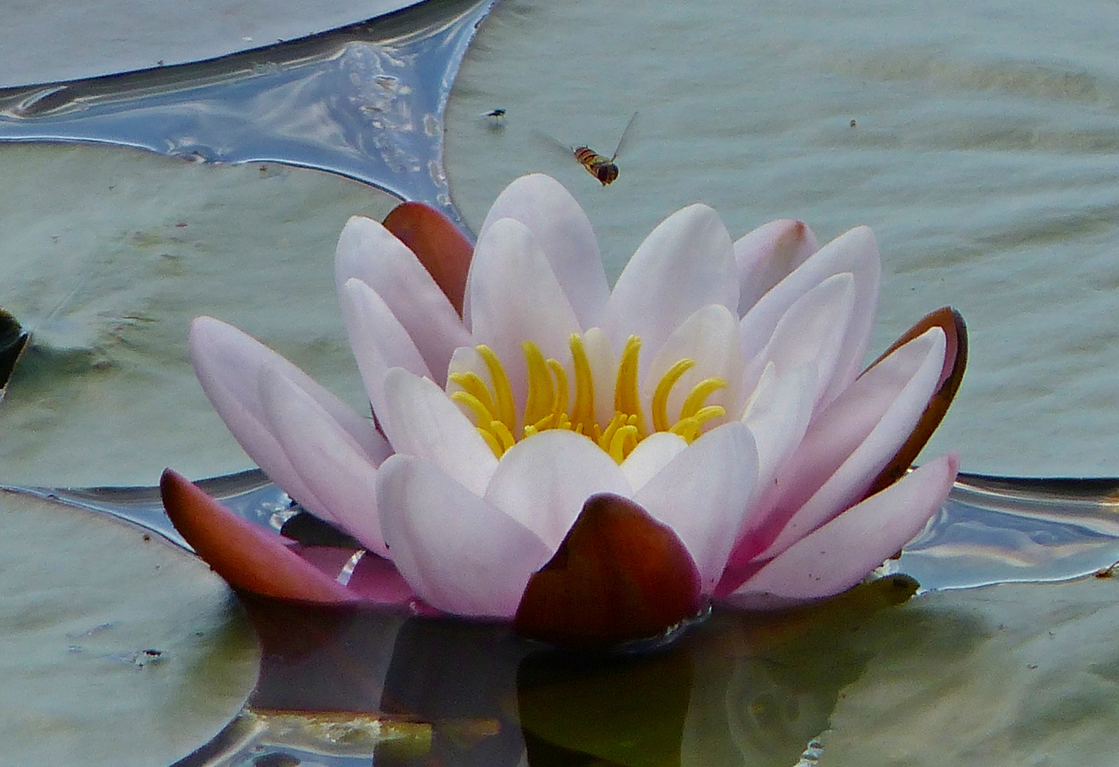 See-Rose erwartet Besuch...